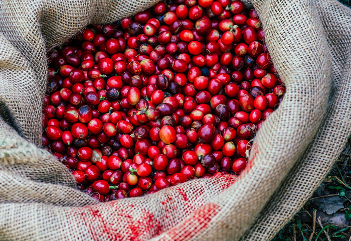 収穫したコーヒーの実から果肉や外皮などを取り除き、コーヒー豆（生豆